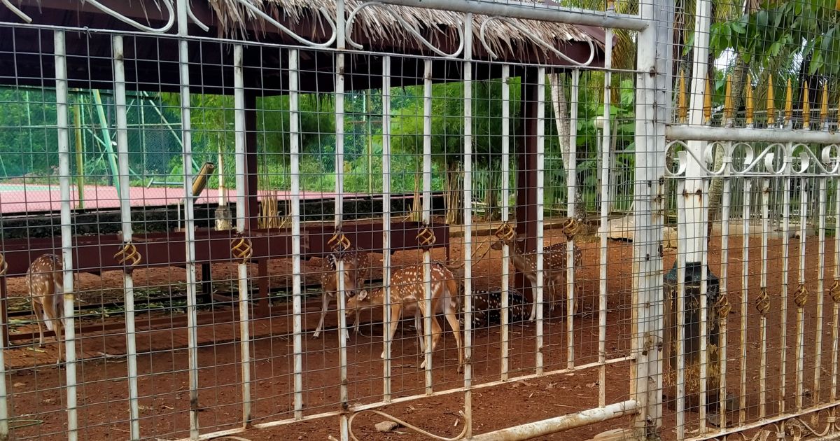 Rusa Totol Pendopo Bupati Jadi Hiburan dan Membawa Berkah