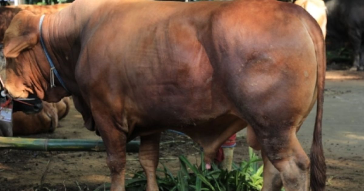 Sapi Seberat 1,2 Ton, Hewan Kurban Presiden Untuk Masyarakat Kabupaten Bogor.