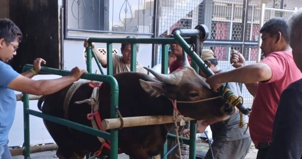 Idul Adha 1447 Hijiriah, SMP PGRI Cibinong Potong Tiga Ekor Sapi