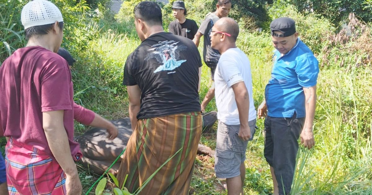 Idul Adha 1447 Hijiriah BMSN Kabupaten Bogor Potong Hewan Kurban Satu Ekor Sapi