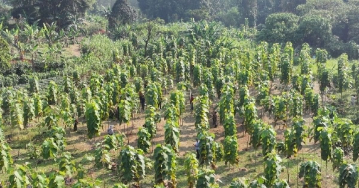 45.152 Pohon di Hutan Kota, Jadi Warisan Hijau untuk Masa Depan Generasi Muda