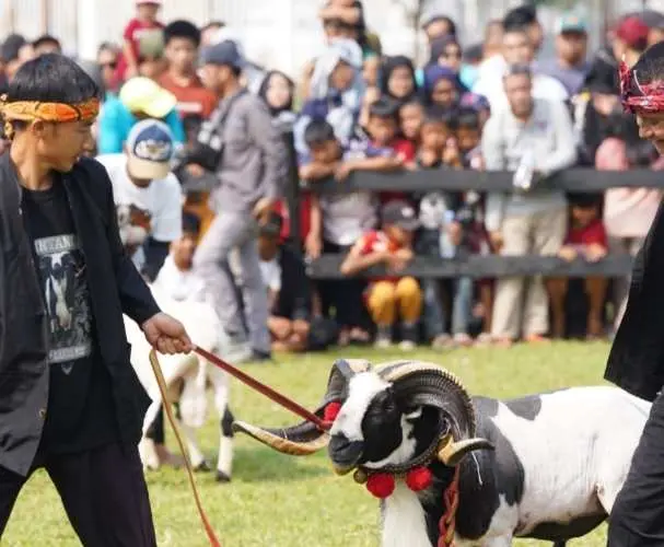 Festival Domba Tahunan Kembali Digelar, Terintegrasinya Peternakan, Budaya Dan Pariwisata